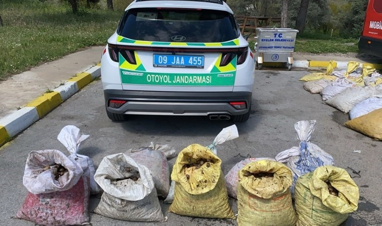 Aydın’da 1 ton 800 kilogram salyangoz ele geçirdi