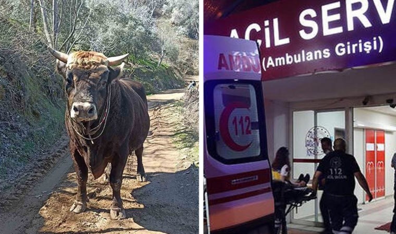 Aydın’da acı olay: Boğa saldırısına uğrayan genç hayatını kaybetti