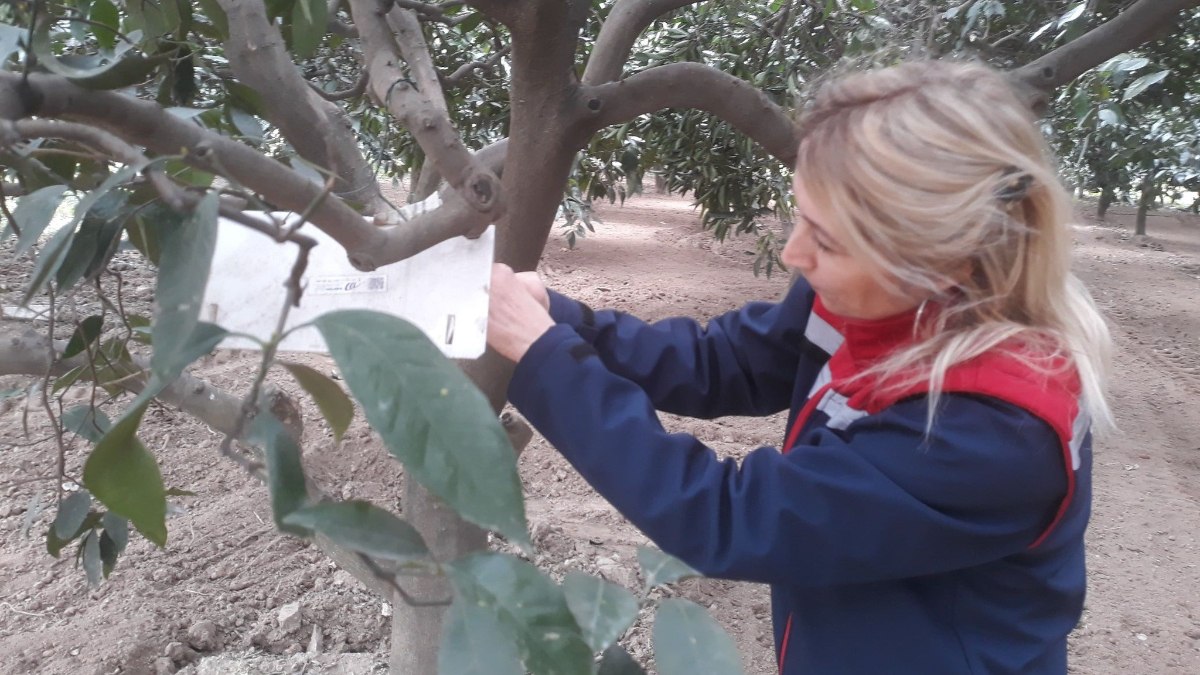 Aydın’da meyve sineğine tuzak kontrolleri yapıldı