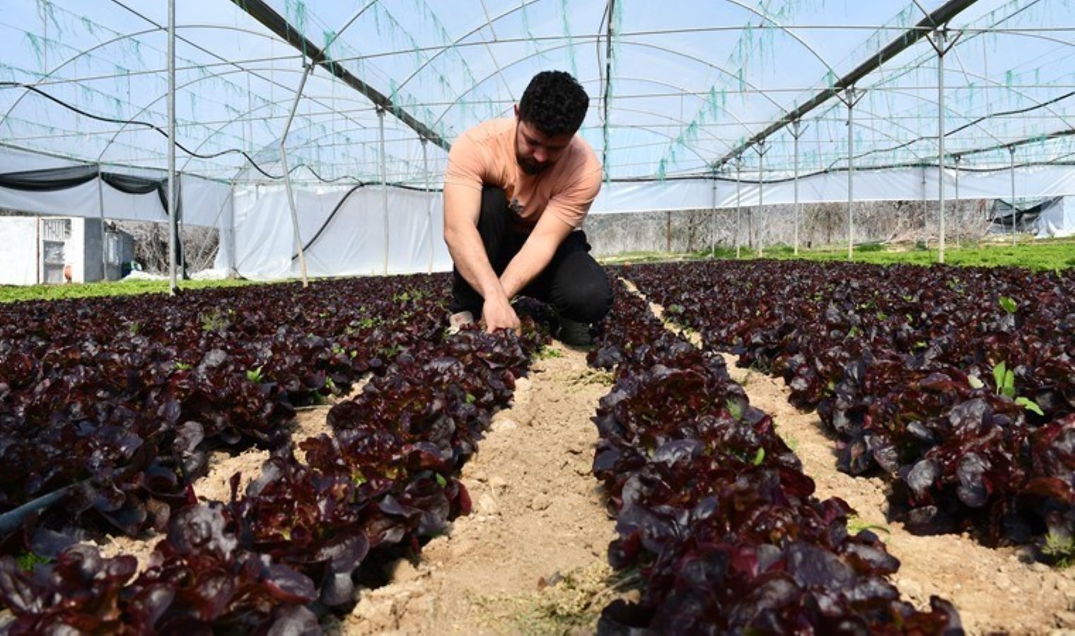 Bilecik’te genç çiftçi tarafın üretiliyor: 1,5 milyon adet yetiştirdi!