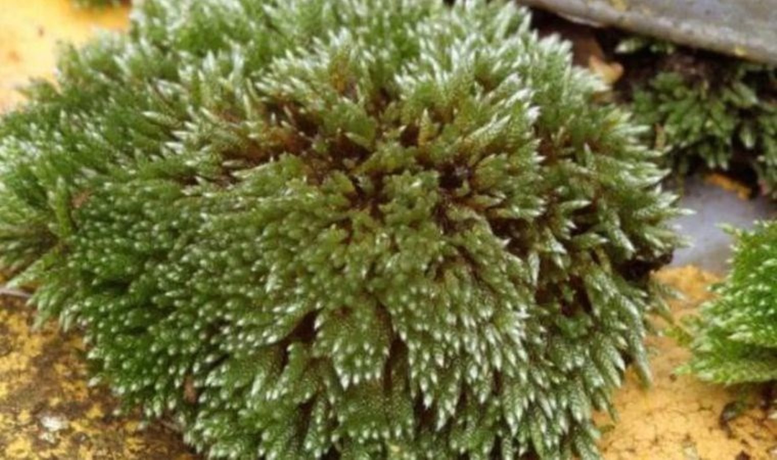 Binlerce yılın ardından hayata döndüler: 7 bin yıllık uyku yaşama dönüştü