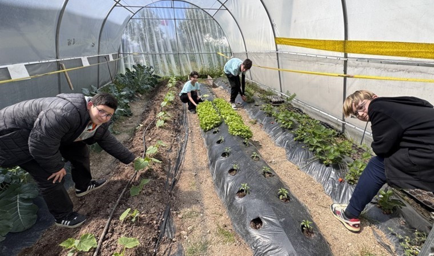 Bodrum’da hasat başladı:  40 metrekarelik alanda yetişti…