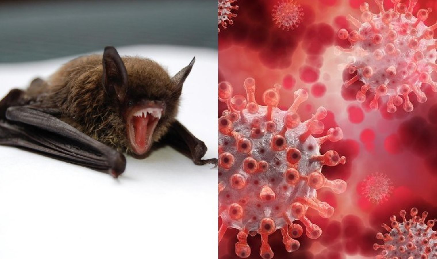 Brezilya’daki yarasalarda keşfedildi: MERS-CoV ile benzerlik taşıyor