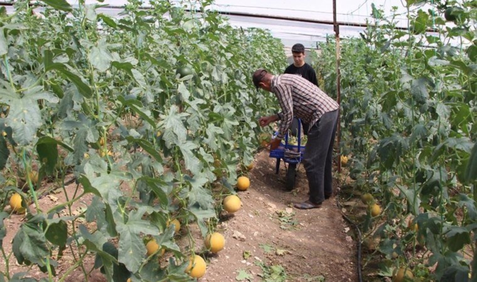 ‘Bu mevsimde yetişmez’ diyenlere inat üretti: İlk hasatta 2 ton rekolte! Tanesini 300 liraya satıyor…