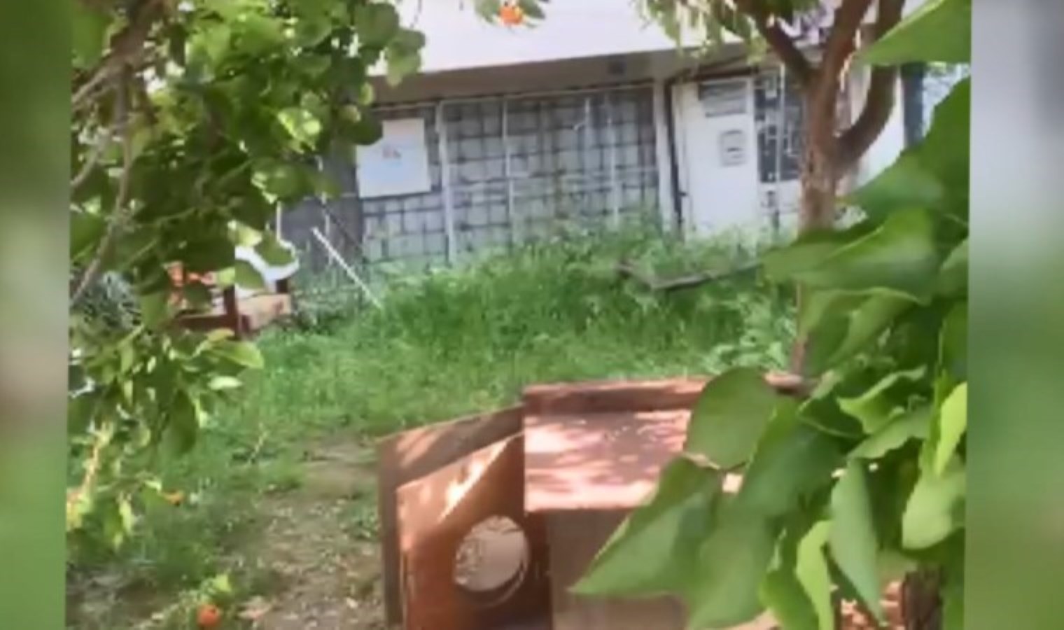 Bursa’da vahşet: 8 yavru kedi kesici aletle öldürüldü!