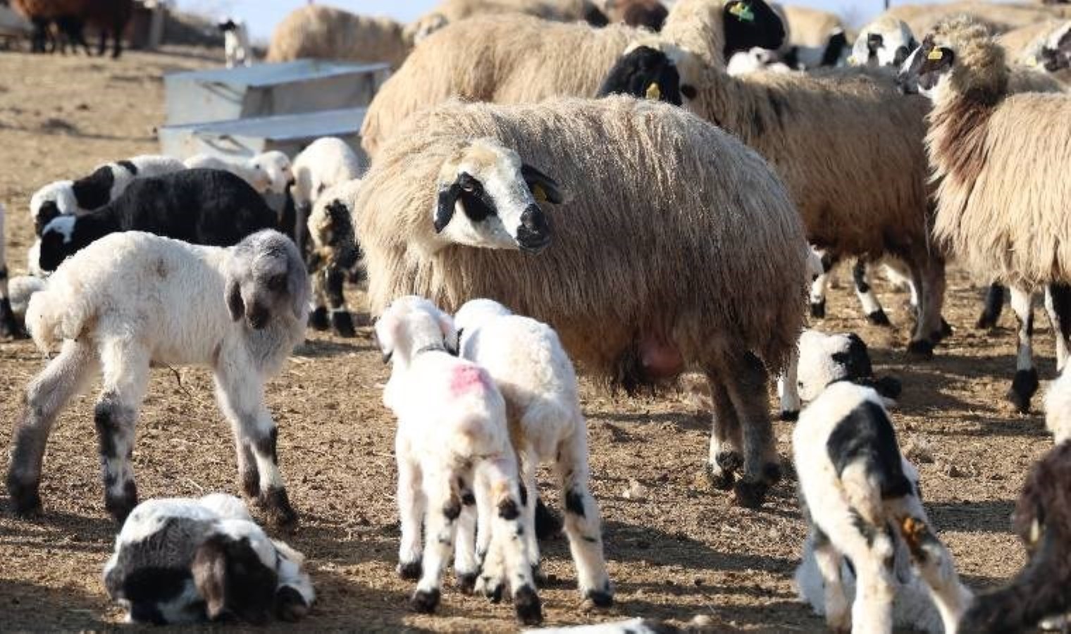 Çemişgezek’te ‘şap’ karantinası: Hayvan giriş-çıkışları 30 gün süreyle yasaklandı!