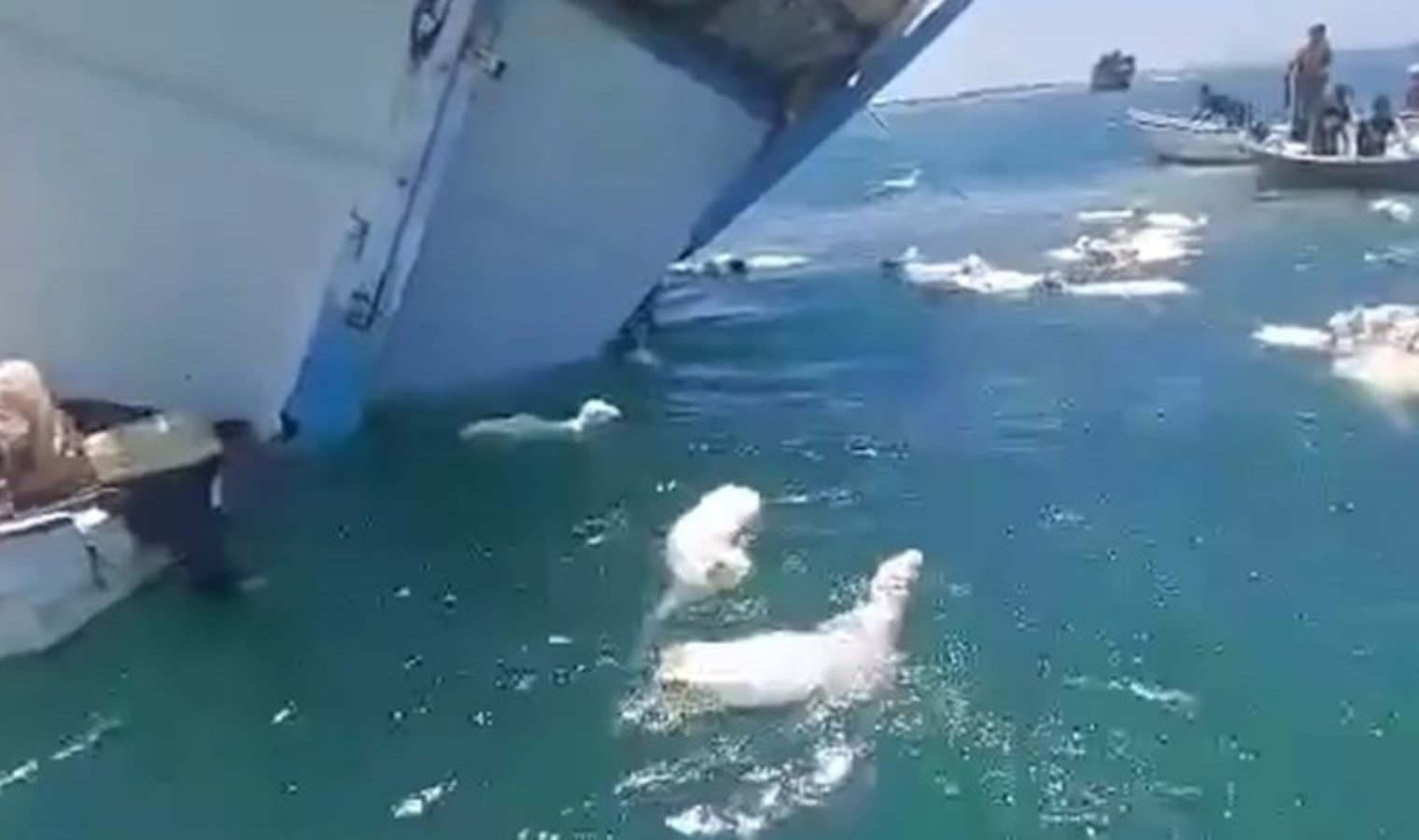 Çok sayıda koyun taşıyan bir tekne Aden açıklarında alabora oldu