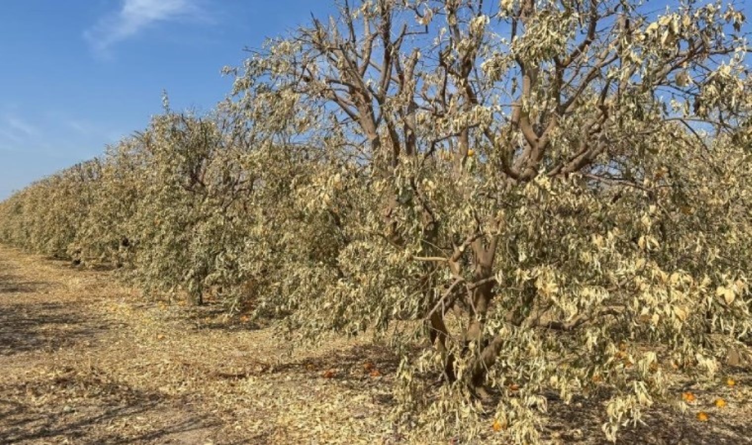 Çukurova’da zirai don felaketi: Acil destek çağrısı!