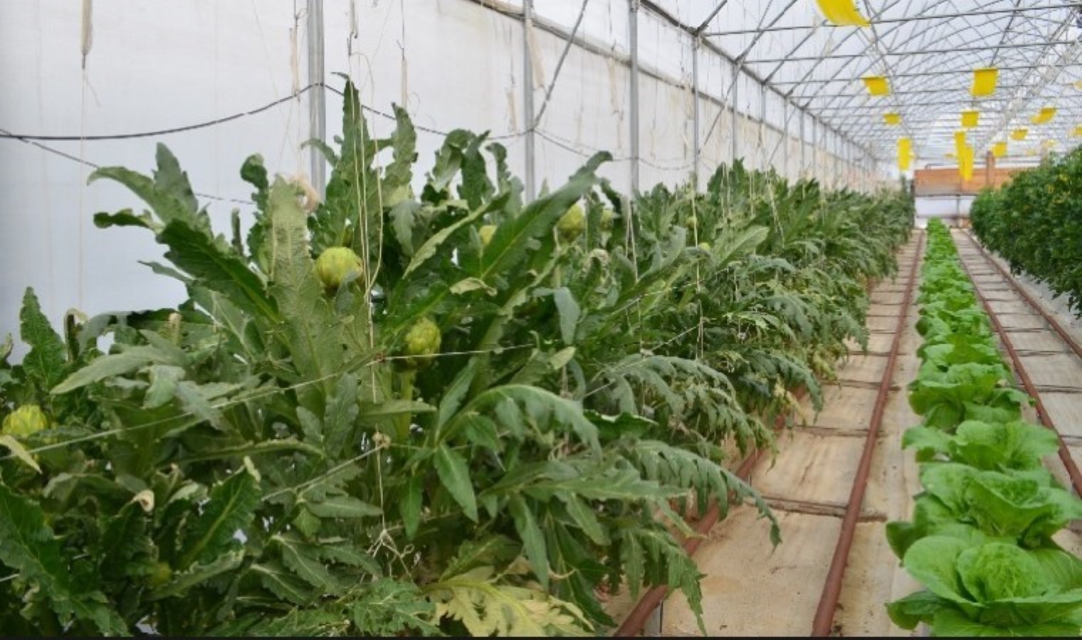 Darıca’da hasat için geri sayım başladı: Topraksız yetişiyor