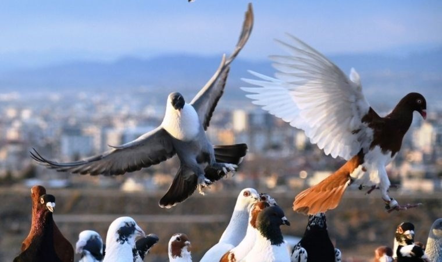 Dedesinin hobisiydi: evinin çatısında 300 güvercine bakıyor