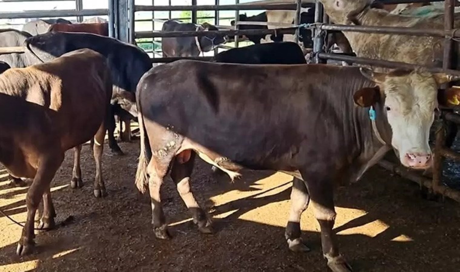 Denetimde ortaya çıktı: Tekirdağ’da ‘kaçak hayvan sevkiyatı’na ağır ceza