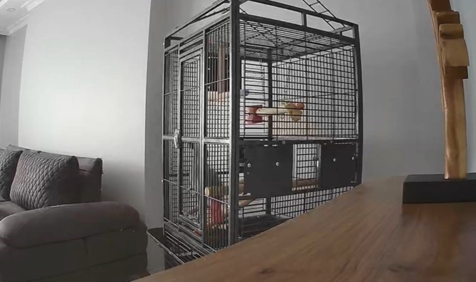 Depremi hisseden papağan kafesten kurtulmaya çalıştı