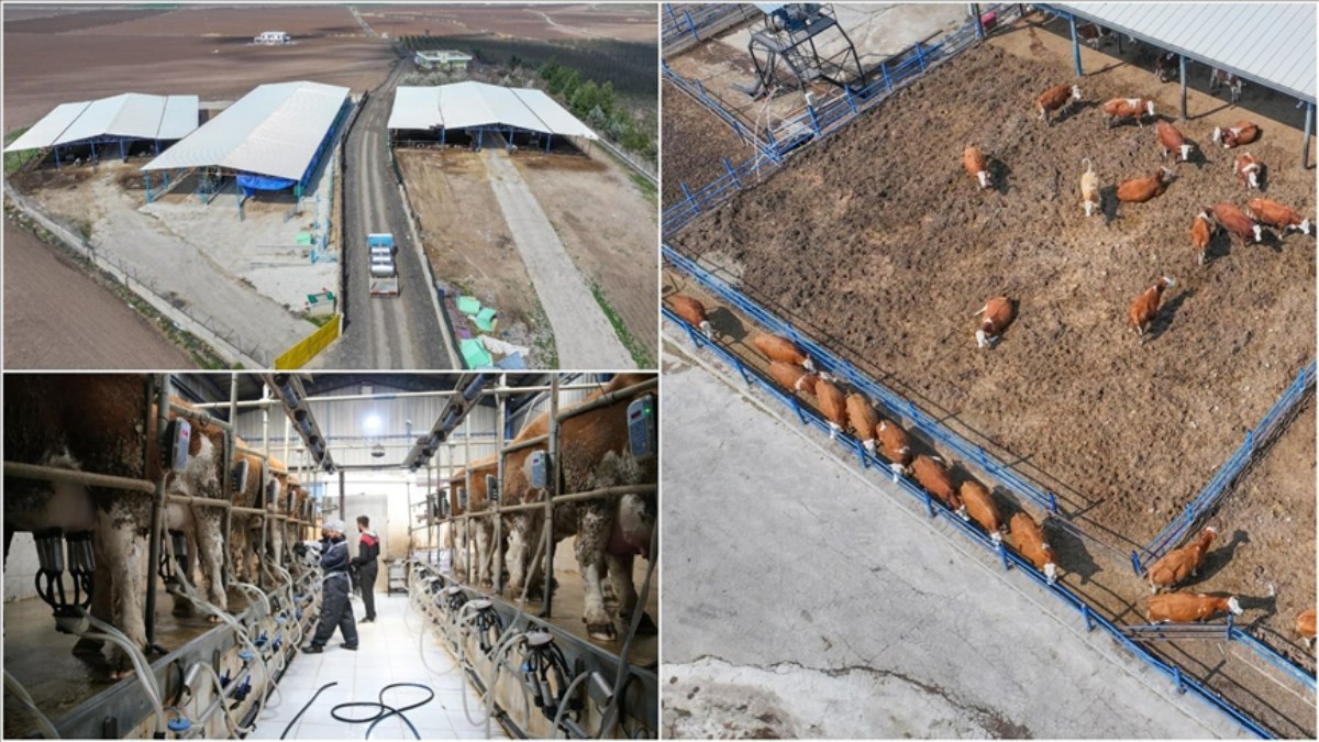 Diyarbakır’da kurduğu çiftlikte günlük 5 ton süt üretiyor