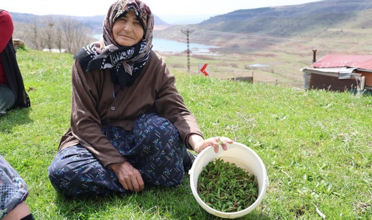 Doğada kendiliğinden yetişiyor, bin bir zahmetle toplanıyor! Hasadı 2 ay sürüyor…