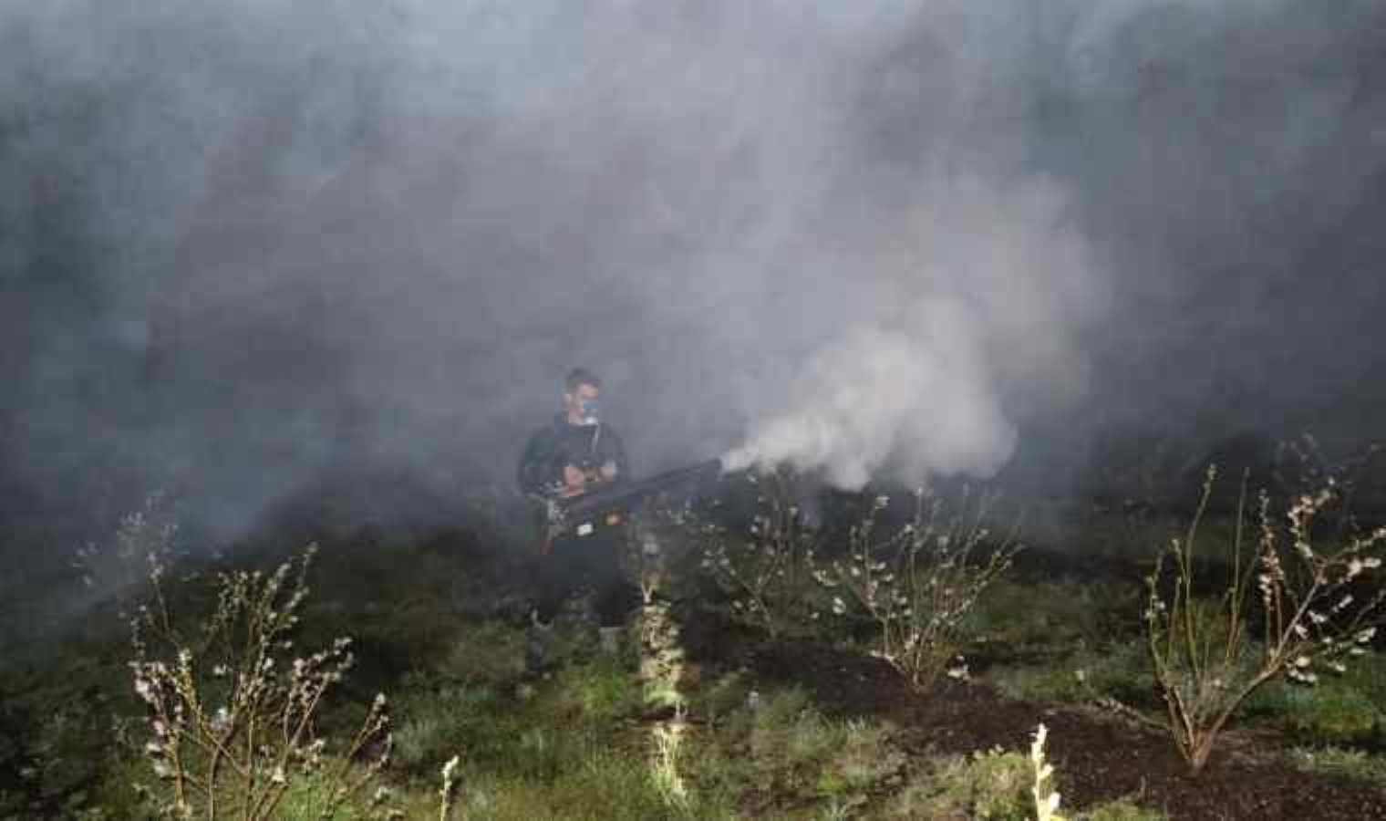 Düzce’de zirai don etkili oldu: Üreticiler bahçelerini korumaya çalıştı