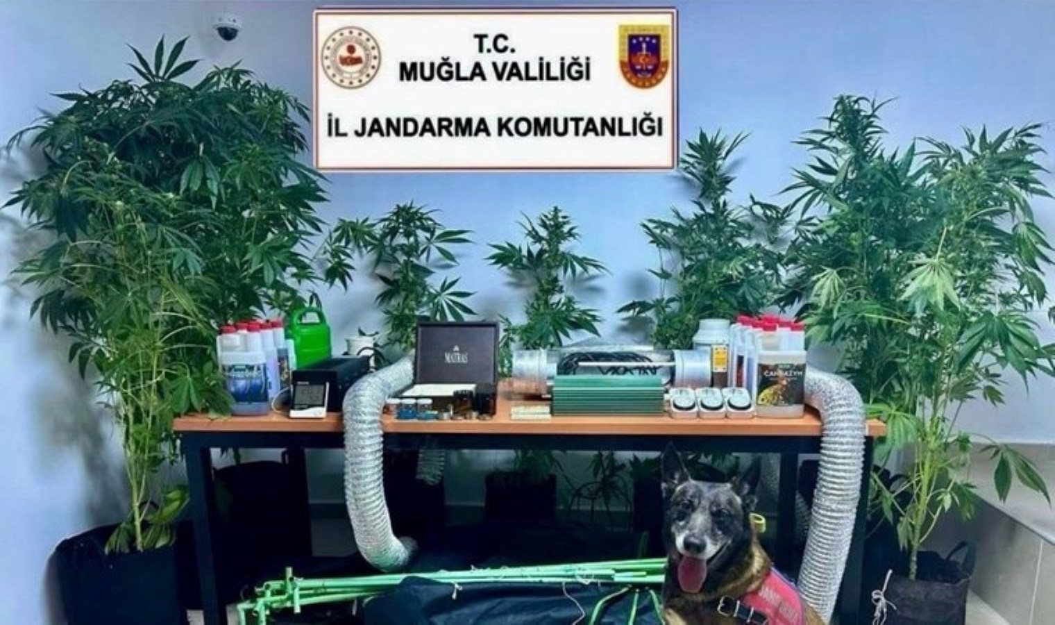 Evini uyuşturucu bahçesine çeviren öğretmen açığa alındı