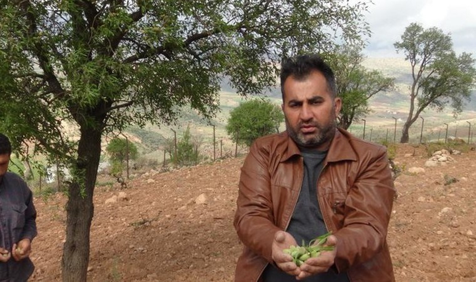 Geçen yıl zarar ettirmişti! Gercüş’te çiftçi bu kez hasattan umutlu