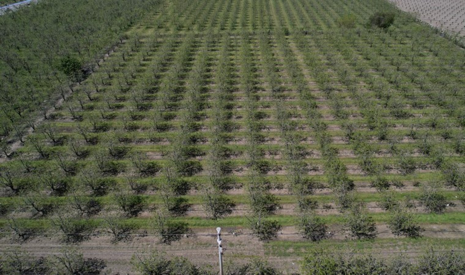 Gürsu Ovası’nda rekolte 20 bin tona geriledi