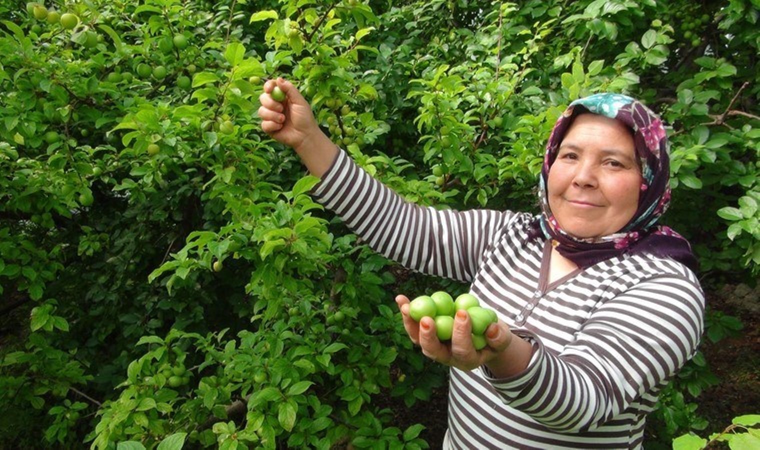 Hasada 8 bin TL ile başlamıştı! Fiyatı 400 TL’ye düştü….