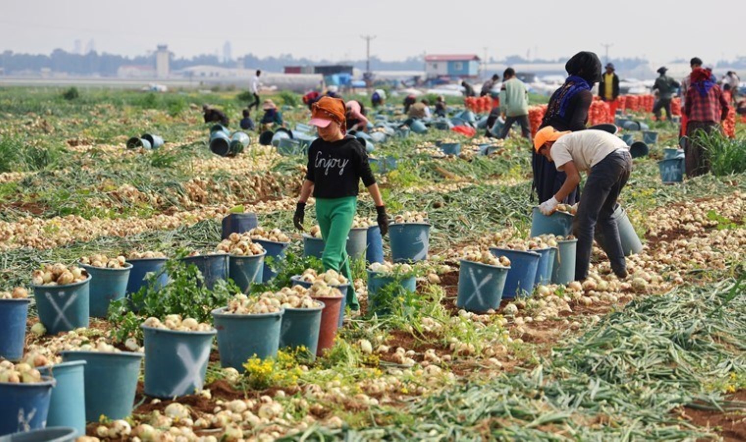 Hasadı başladı, verim ve fiyatı çiftçinin yüzünü güldürdü! Kilosu 20 TL…