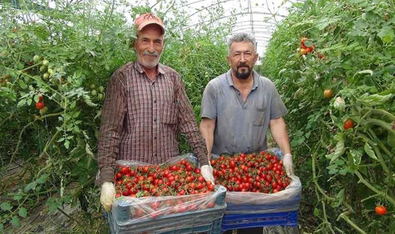 Hasadı sona eriyor: Kent genelinde 1 milyon 200 bin ton rekolte elde edildi….