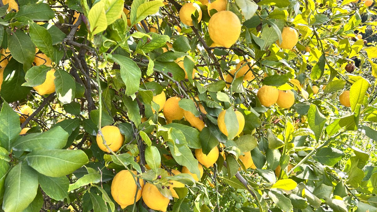 Hatay’da dondan korunan limon satışa çıktı