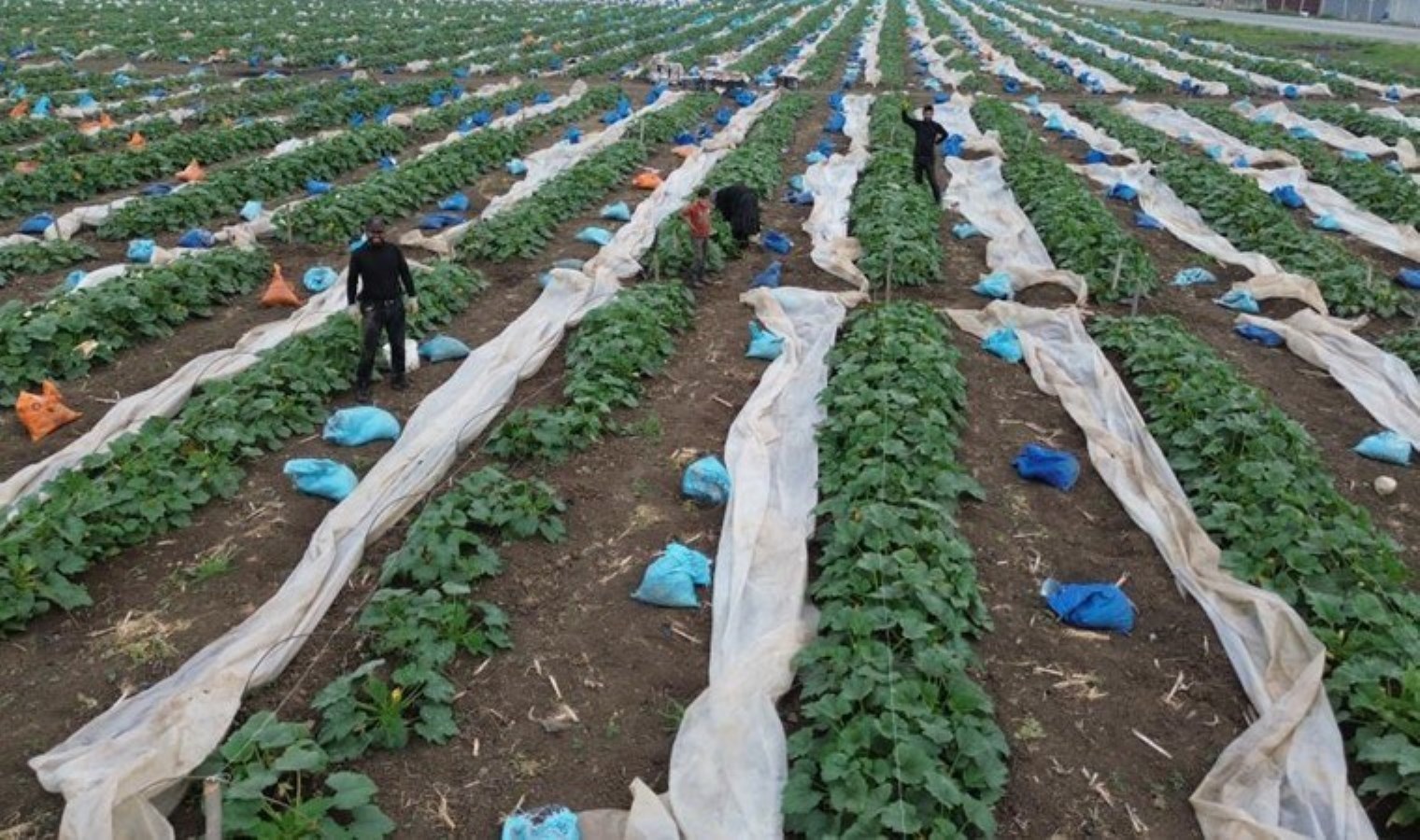 Hatay’da hasat geç başladı: Tarlada 50 TL, markette 100 lira..