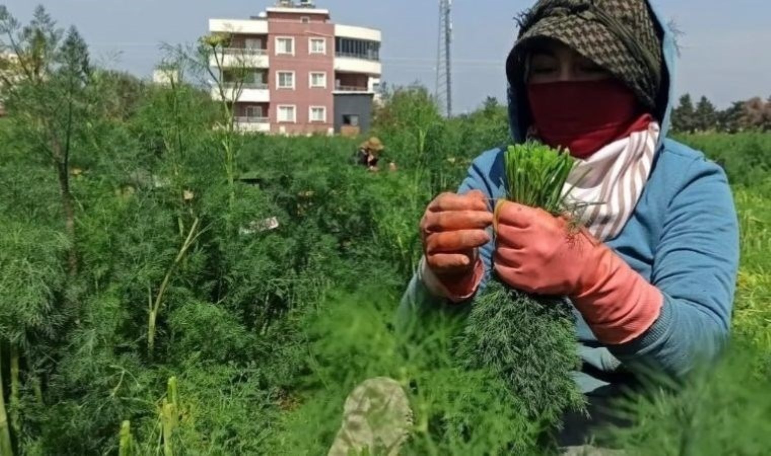 Hatay’da yoğun mesai: Hasat eden günlük 1000 TL kazanıyor