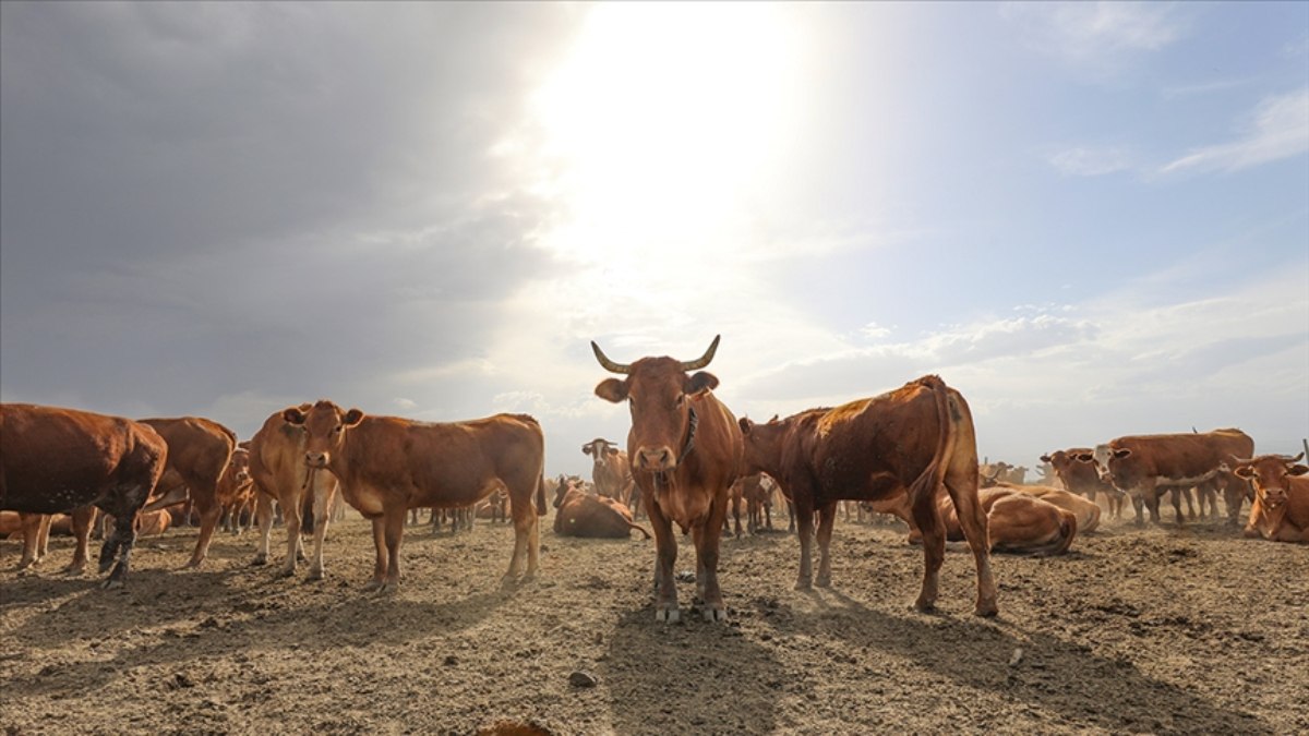 Hayvancılıkta çiftçi örgütlerini güçlendirmede yeni kararlar