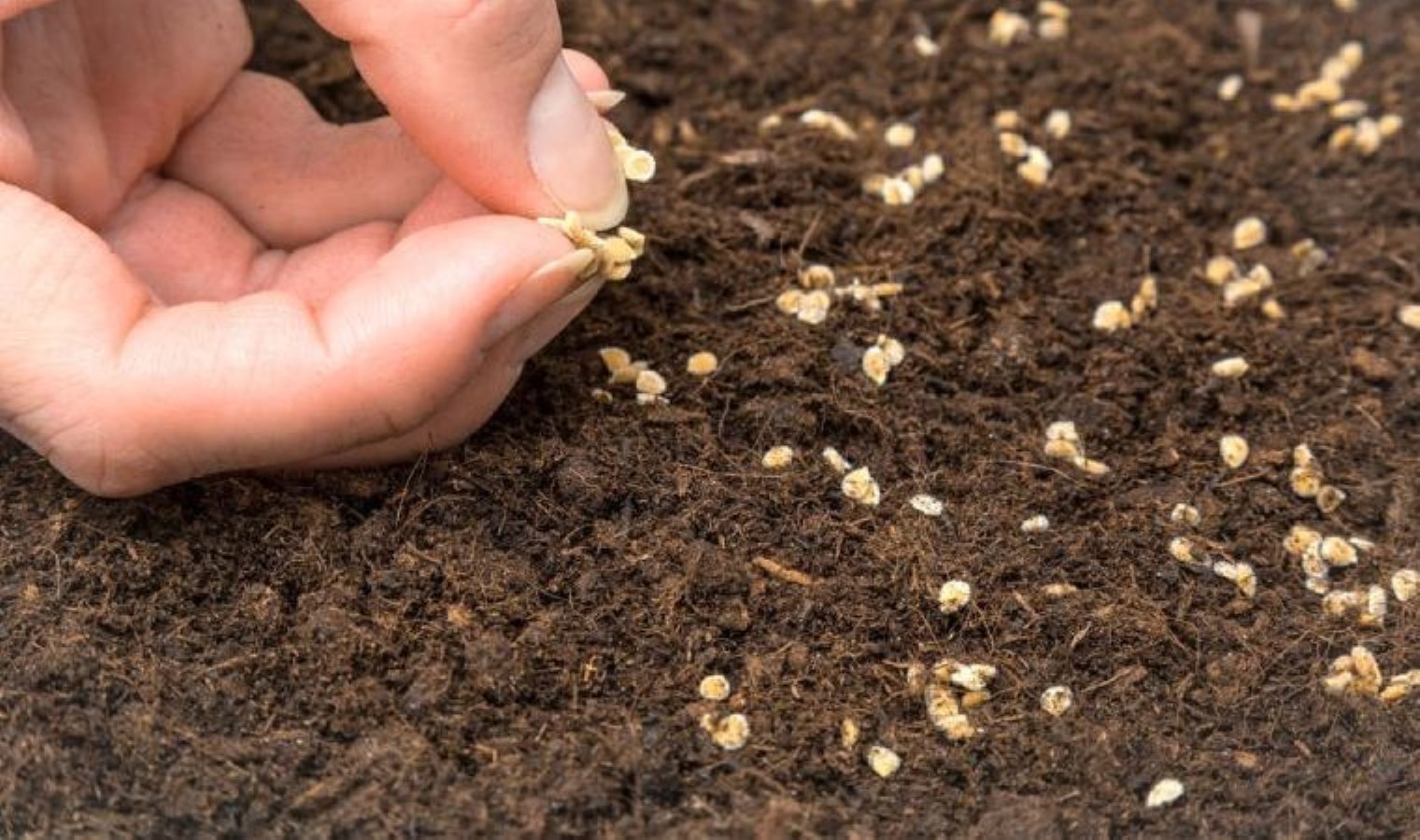 Hndistan menşeli 1 tonun üzerinde virüslü domates tohumu iade edildi