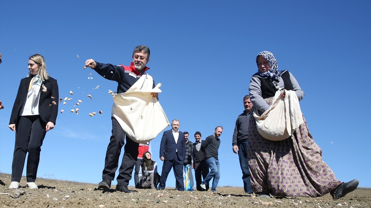 İbrahim Yumaklı, Kastamonu’da tarlada Taşköprü sarımsağı dikti
