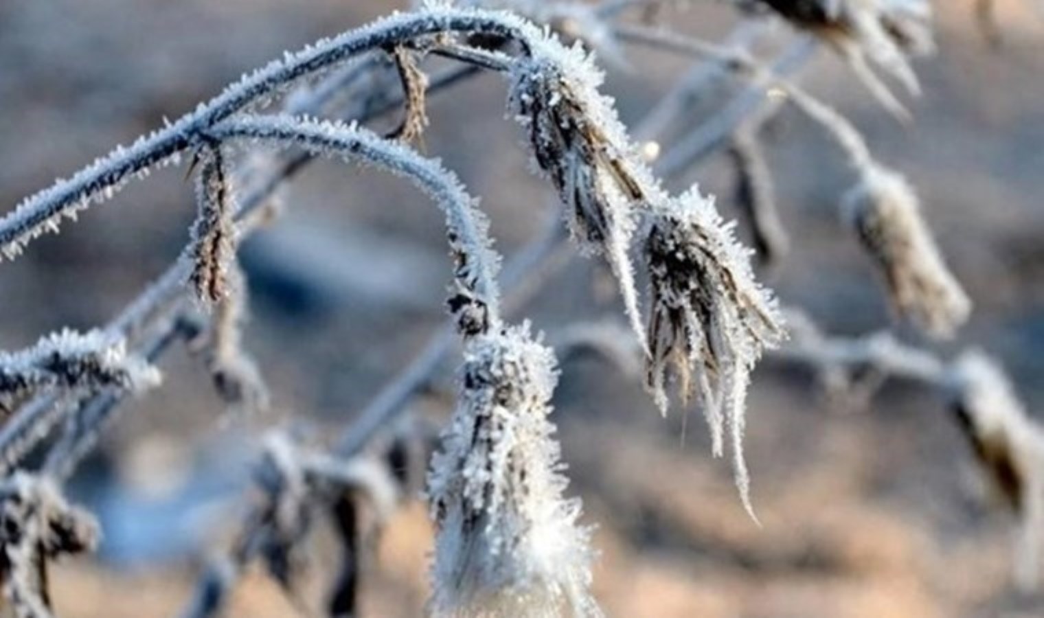 İç Anadolu ve Doğu Anadolu için zirai don uyarısı