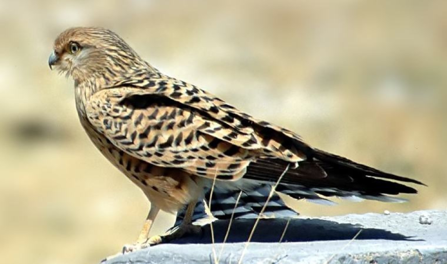 Iğdır’da uydu verici takılan kerkenez, 183 kilometre yol katederek Ermenistan’a uçtu