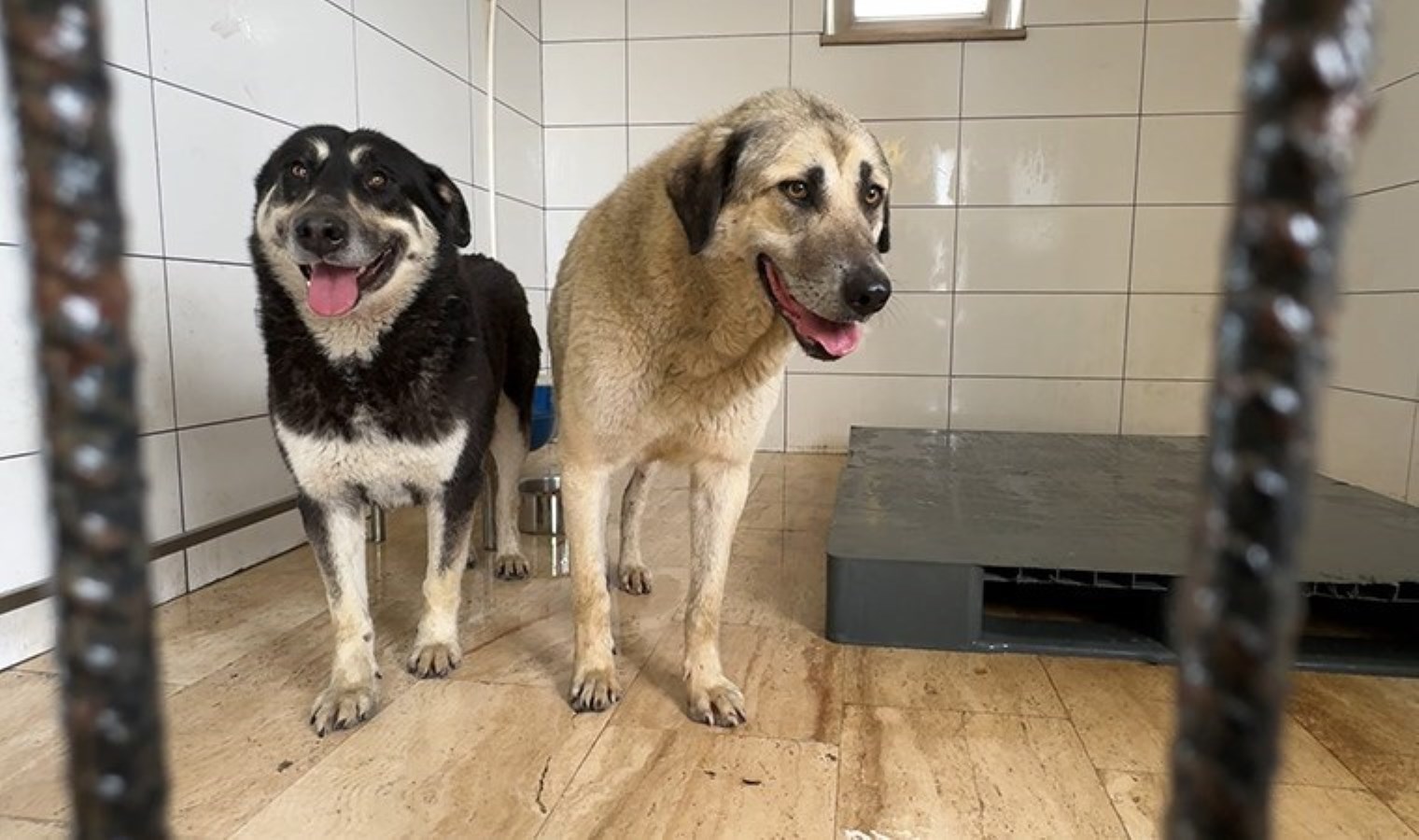 İstanbul Avcılar’da 2 köpek zehirlendi: Veterinerler acil müdahaleyle kurtardı!