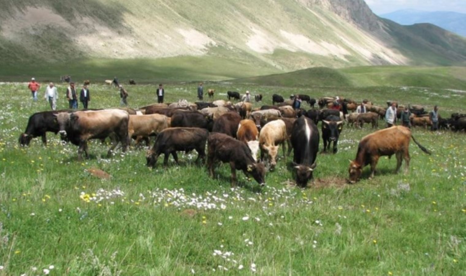 İstanbul Veteriner Hekimler Odası’ndan artan et fiyatlarına yönelik açıklama: ‘Halk sağlığı sorunu haline geldi!’