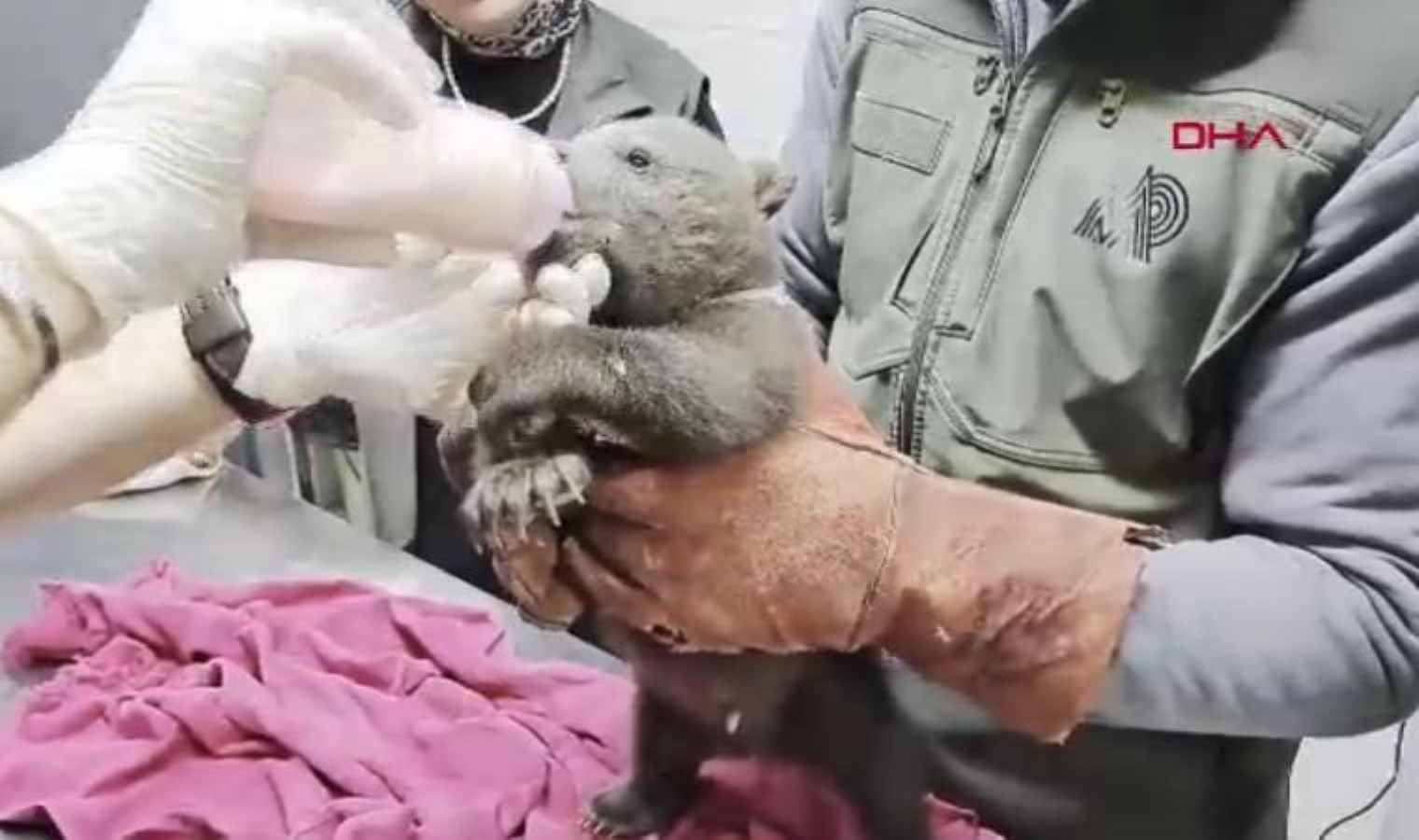 Karabük’te ormanda bulunan yavru ayı ‘Bulut’a özel bakım