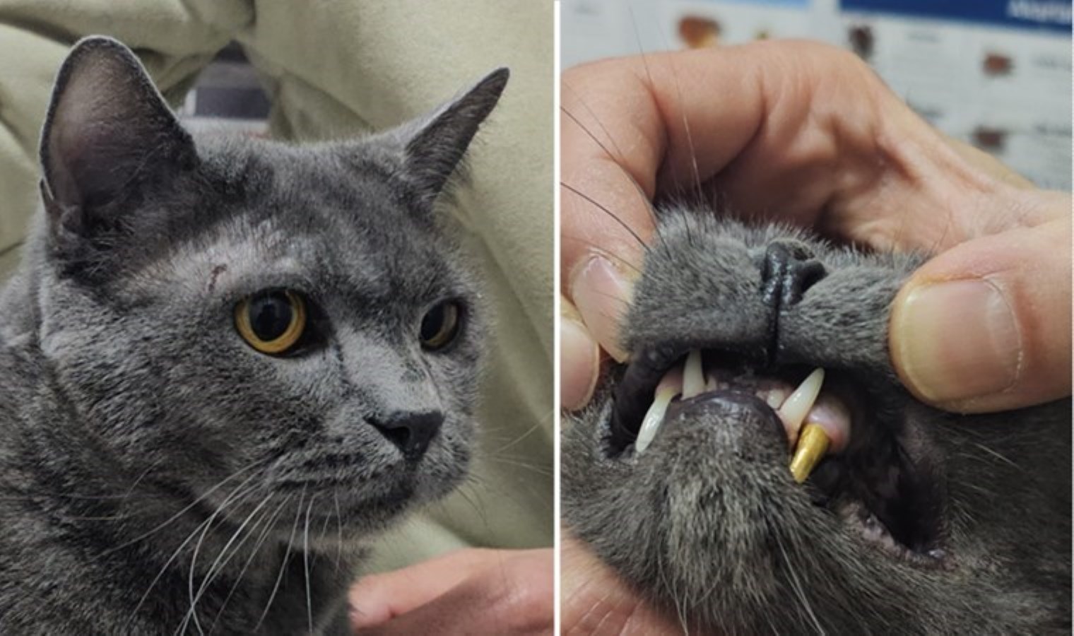 Kediye altından diş yapıldı: ‘Hem hafiflik hem rahatlık oluyor’
