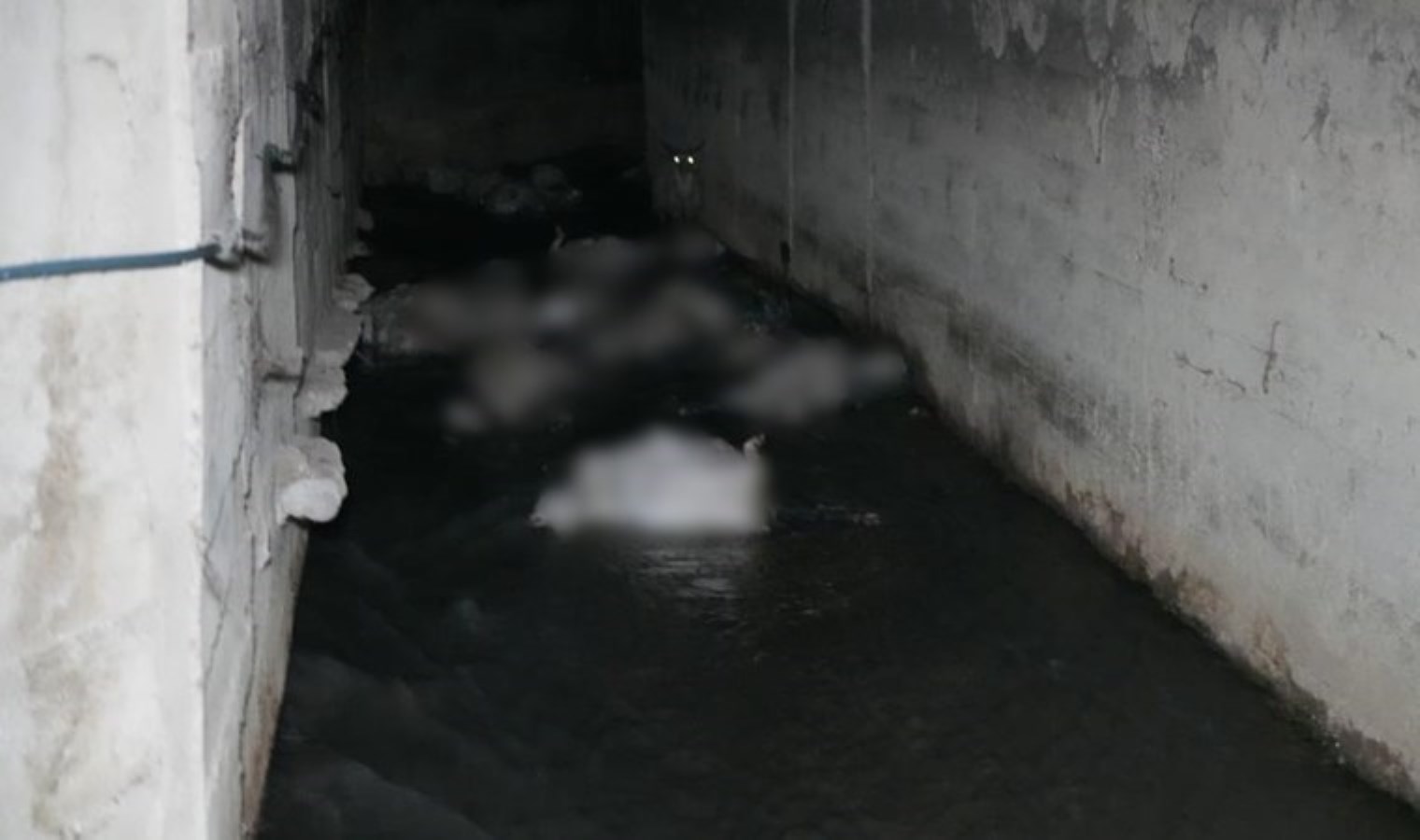 Kırıkkale’de ‘koku’ faciası: 23 küçükbaş hayvan öldü!