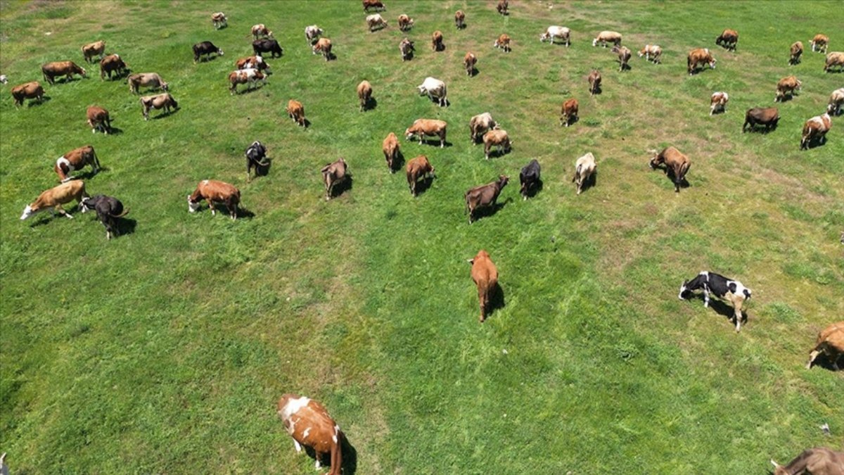 ‘Kırsalda Bereket Hayvancılığa Destek Projesi’ son başvuru tarihi yaklaştı
