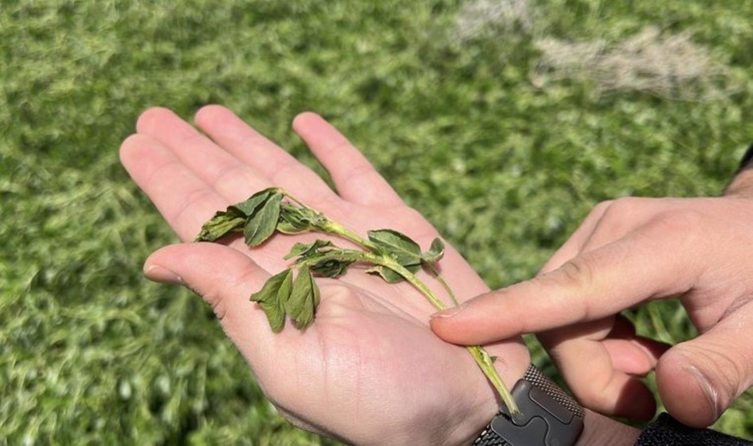 Konya Ovası’nda hasat zamanı gelmeden rekolte düştü! Erken ekim mahsulleri etkilendi…