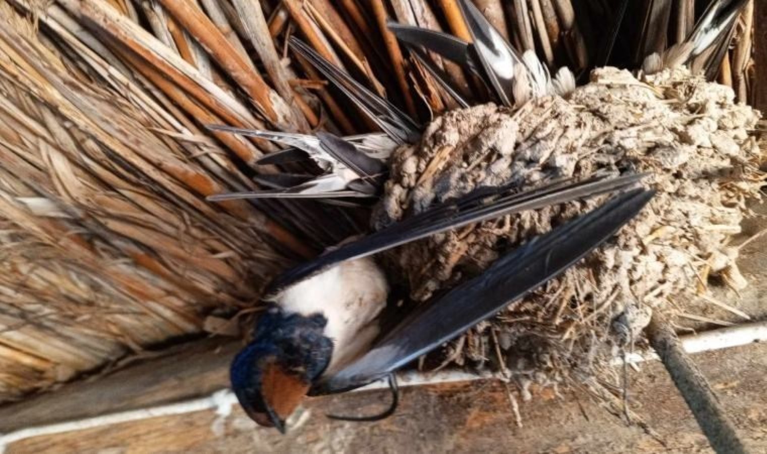 Konya’da hava sıcaklıkları düştü, kuşlar donarak öldü