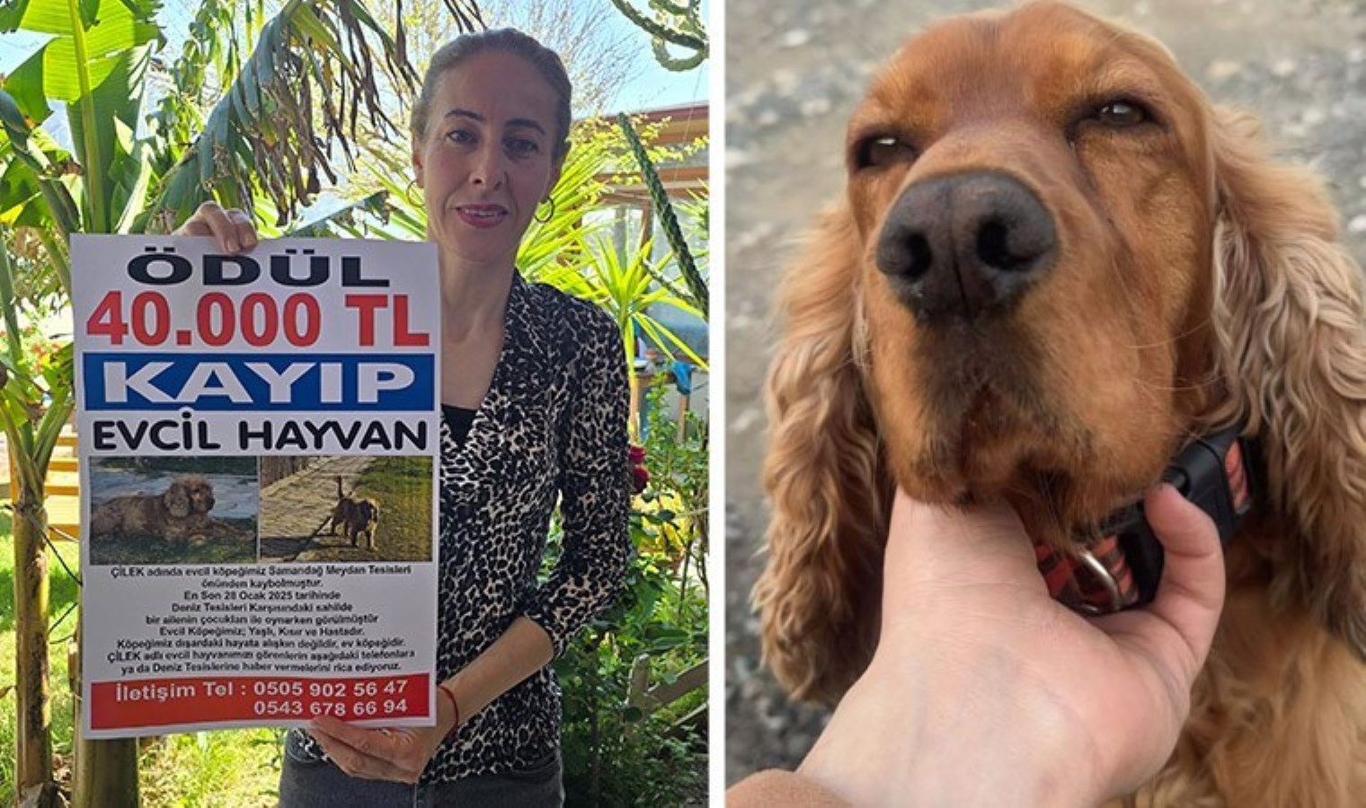 Köpeği Çilek, 3 aydır kayıp: Bulana ödül verecek!