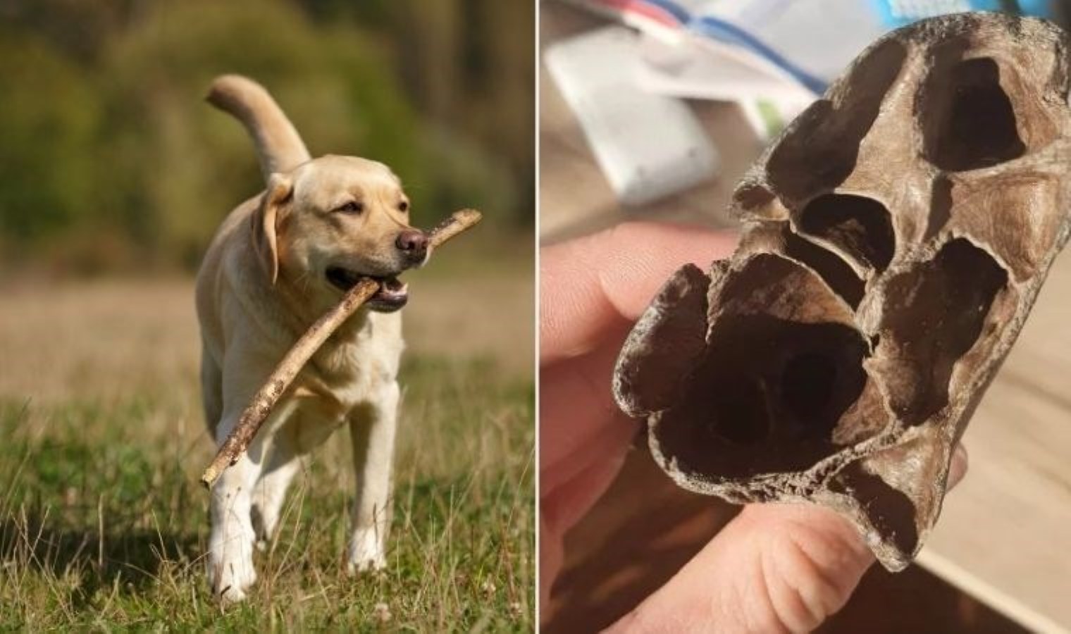 Köpeğin getirdiği ‘çubuk’ binlerce yıllık fosil çıktı