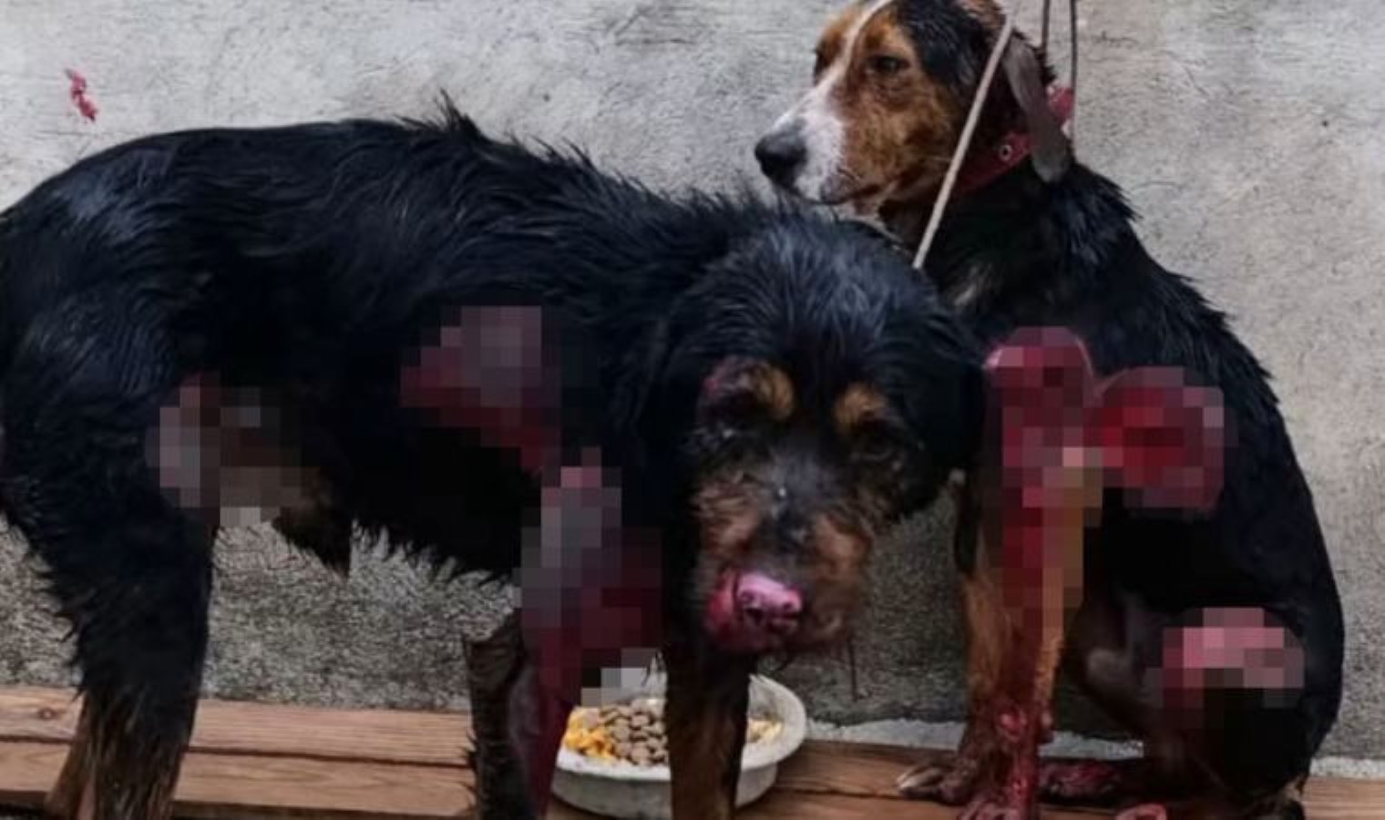 Köpekleri arabasına bağlayarak kilometrelerce sürüklemiş: Tedavi altına alındılar