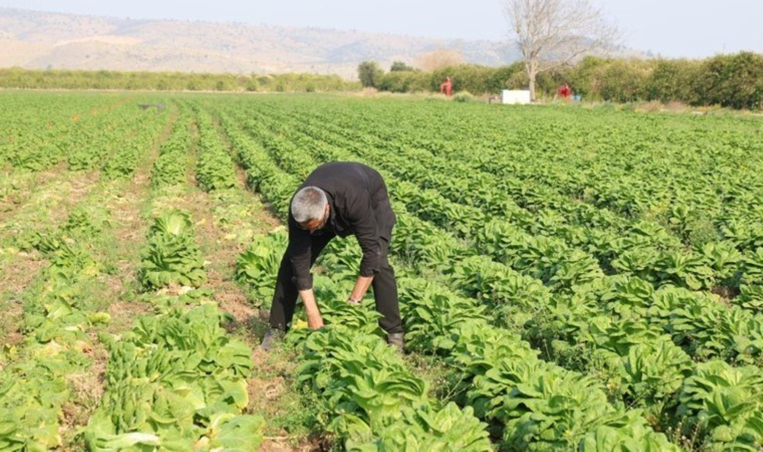 Kozan tarlalarında yetişiyor: Tarlada 5 TL, manavda 5 katı!