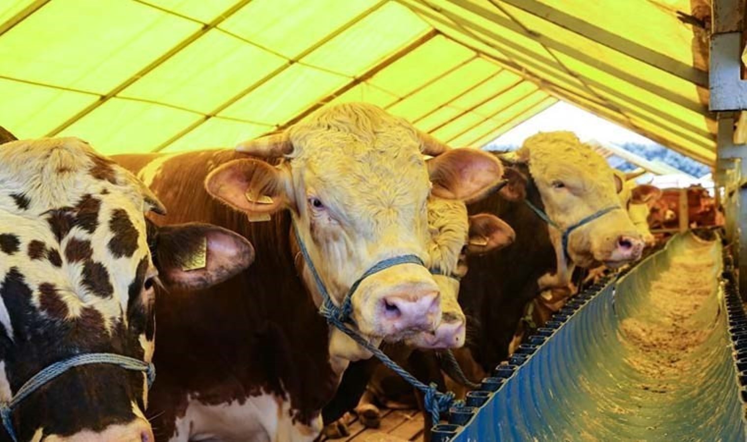 Kurban bayramında fiyatlar ne kadar olacak? Küçükbaş ve büyükbaşta tahminler belli oldu!