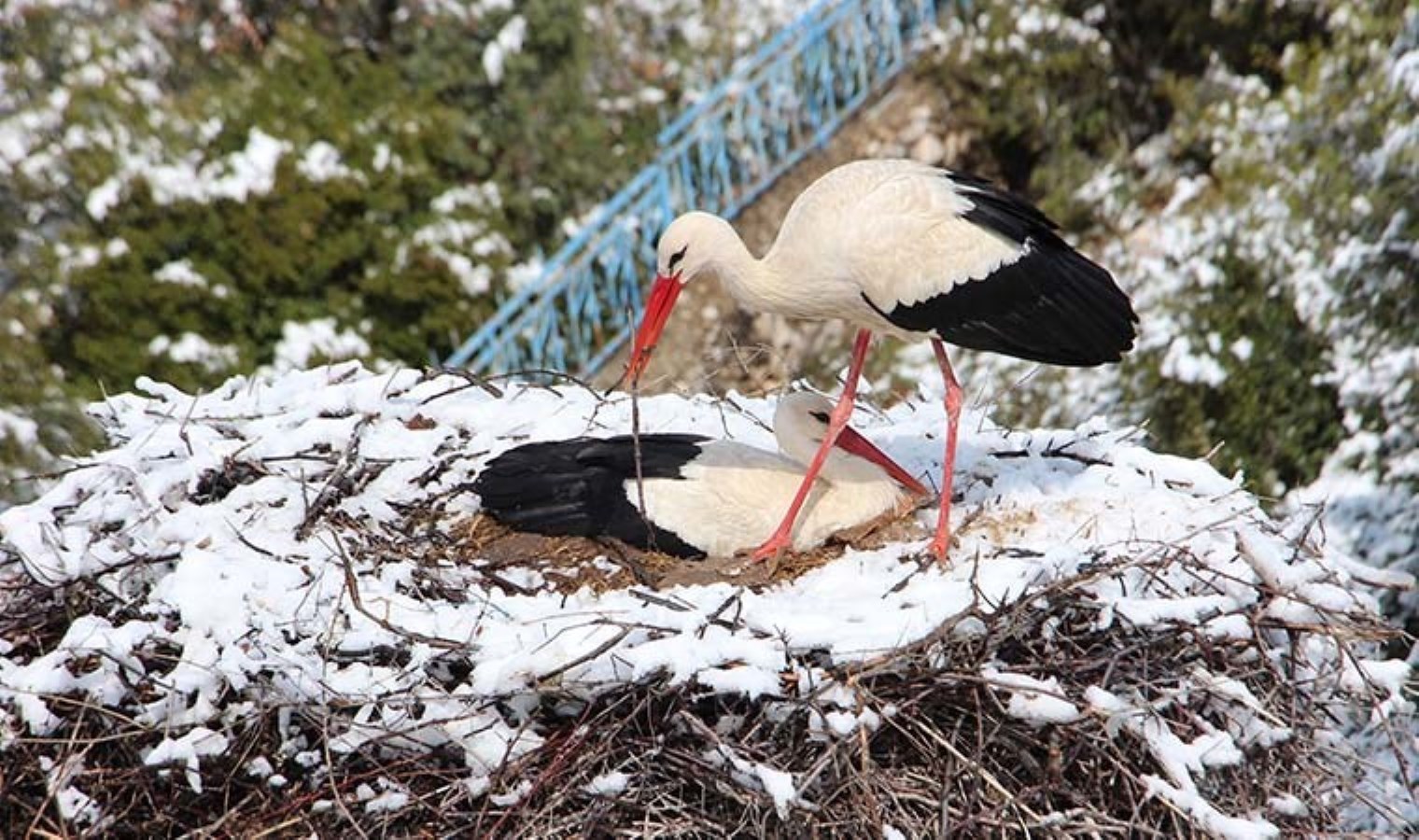 Leylekler Vadisi’ni kar kapladı, konuklarına yiyecek bırakıldı
