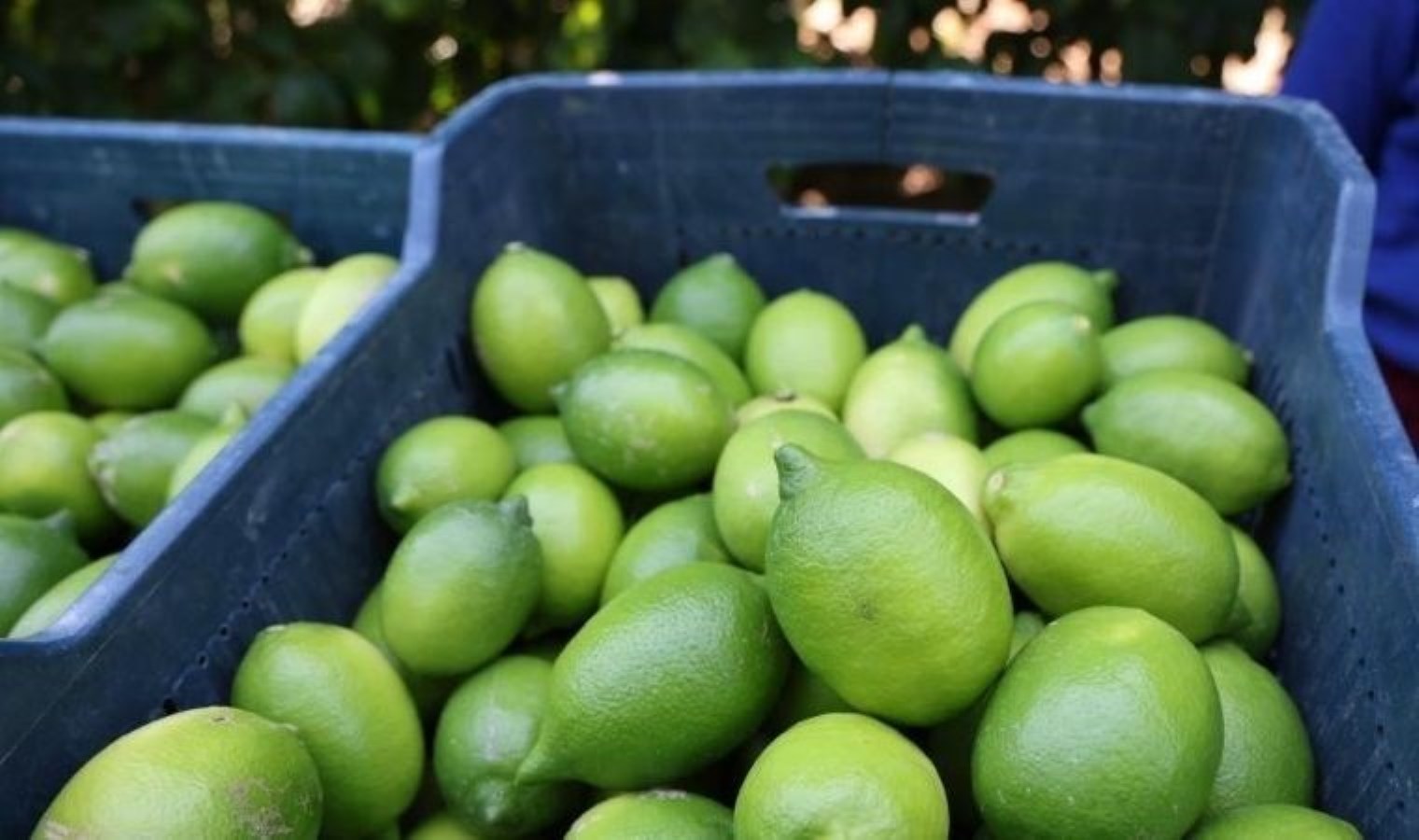 Limon ihracatı yarından itibaren geçici olarak durdurulacak