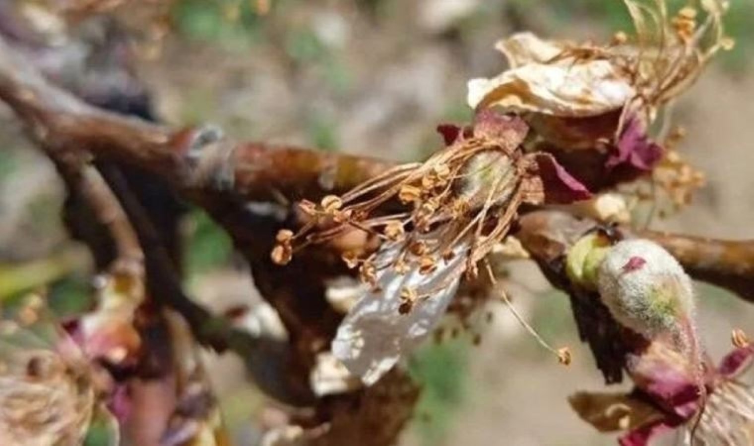 Malatya’da kayısı ağaçlarını don vurdu: Valilik’ten açıklama geldi