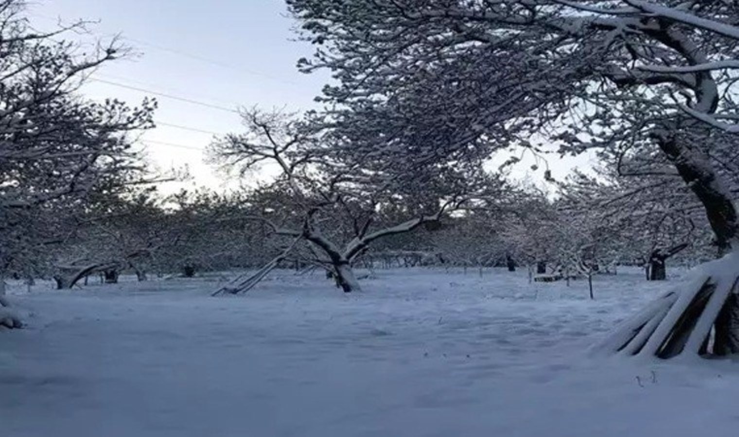 Malatya’da zirai don etkili oldu: ‘6 Şubat sonrası ikinci afet!’